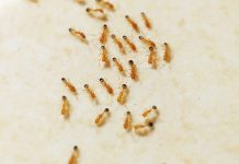 Нашествие рыжих муравьев: как справиться с домашними вредителями