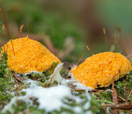 Не растение, не гриб и не животное: кто же такие миксомицеты, или слизевики - Грибы Не растение, не гриб и не животное: кто же такие миксомицеты, или слизевики