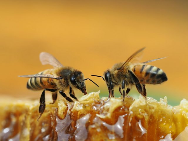 Разные породы пчел начинают яйцекладку и осуществляют первые облёты в разное время