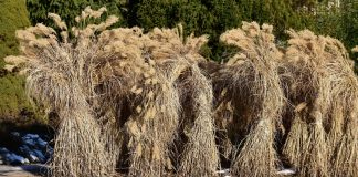 Нужно ли обрезать и укрывать злаки — разбираемся в особенностях зимовки декоративных трав