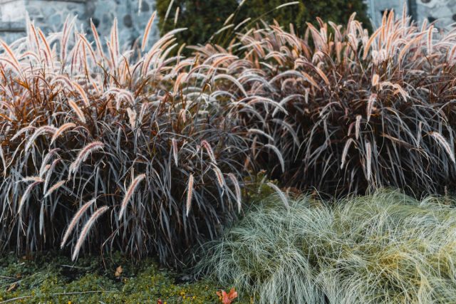 Нет смысла обрезать холоднорастущие декоративные травы, их предпочтительнее осенью оставить нетронутыми