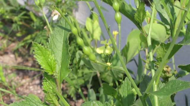 У змеиной редьки в пищу употребляются молодые стручки, имеющие вкус острой редиски