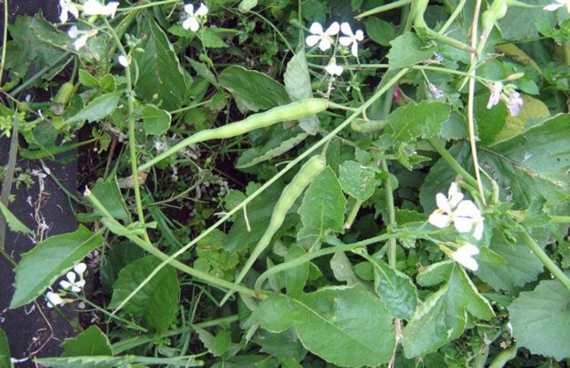 Редис из Мадраса, или редька индийская, обладает высокой урожайностью, как и вся стручковая редька