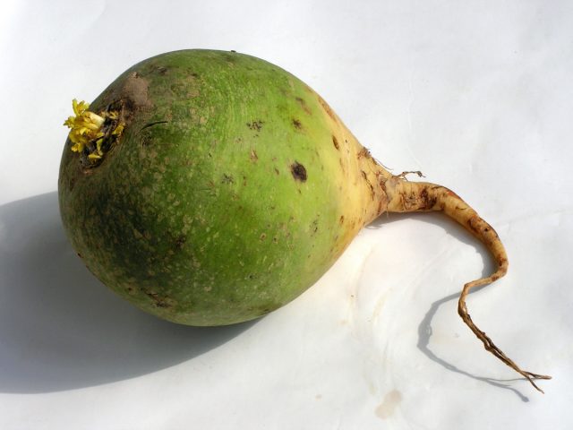 Китайская редька, или лоба, во многом похожа на дайкон, но имеет более длинный цикл развития