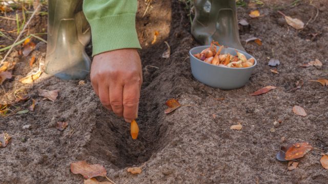 Основные этапы посадки лука под зиму Основные этапы посадки лука под зиму