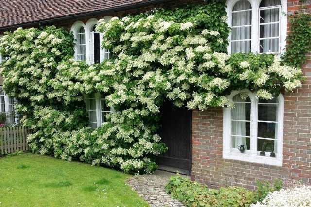 Обычно вьющуюся гортензию черешковую (Hydrangea petiolaris) обрезать не требуется Обычно вьющуюся гортензию черешковую (Hydrangea petiolaris) обрезать не требуется