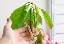Почему комнатное растение погибает, и как это можно исправить