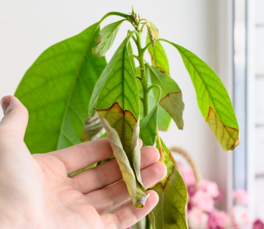 Почему комнатное растение погибает, и как это можно исправить