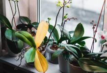 Почему вянет орхидея — 7 распространённых причин