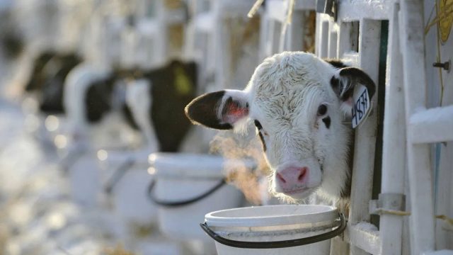 Самый простой способ - проводить доение одновременно с кормлением Самый простой способ - проводить доение одновременно с кормлением