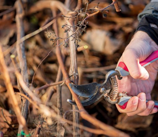 Все о подготовке винограда к зиме — как правильно обрезать, заготовить черенки и укрыть лозу
