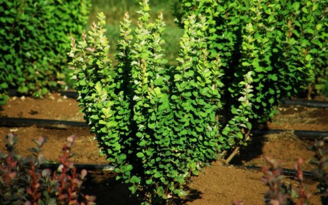 Барбарис Тунберга «Эректа» (Berberis thunbergii 'Erecta') Барбарис Тунберга «Эректа» (Berberis thunbergii 'Erecta')