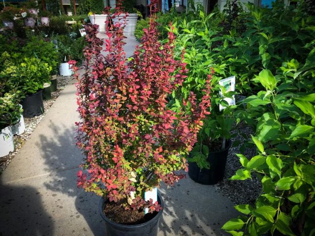 Барбарис Тунберга «Оранж Рокет» (Berberis thunbergii 'Orange Rocket') Барбарис Тунберга «Оранж Рокет» (Berberis thunbergii 'Orange Rocket')