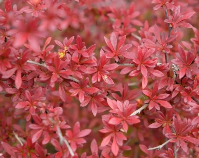 Барбарис Тунберга «Оранж Дрим» (Berberis thunbergii 'Orange Dream') Барбарис Тунберга «Оранж Дрим» (Berberis thunbergii 'Orange Dream')