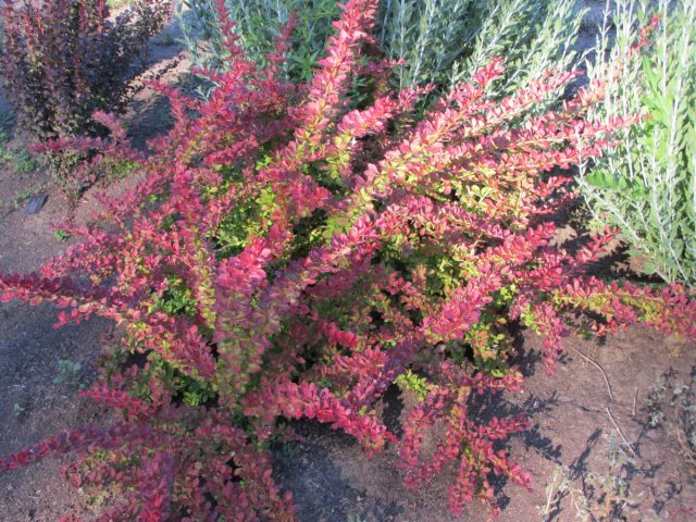 Барбарис Тунберга «Ред Карпет» (Berberis thunbergii 'Red Carpet') Барбарис Тунберга «Ред Карпет» (Berberis thunbergii 'Red Carpet')
