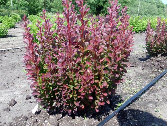 Барбарис Тунберга «Ред Пиллар» (Berberis thunbergii 'Red Pillar') Барбарис Тунберга «Ред Пиллар» (Berberis thunbergii 'Red Pillar')
