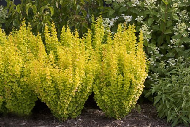 Барбарис Тунберга «Голден Рокет» (Berberis thunbergii 'Golden Rocket') Барбарис Тунберга «Голден Рокет» (Berberis thunbergii 'Golden Rocket')