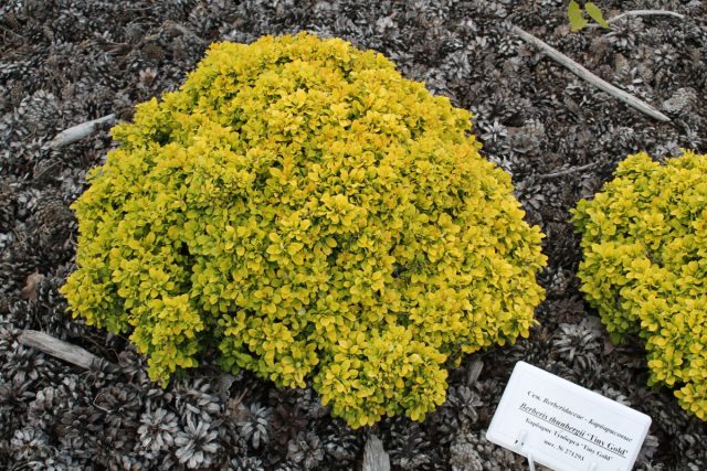 Барбарис Тунберга «Тайни Голд» (Berberis thunbergii 'Tiny Gold') Барбарис Тунберга «Тайни Голд» (Berberis thunbergii 'Tiny Gold')