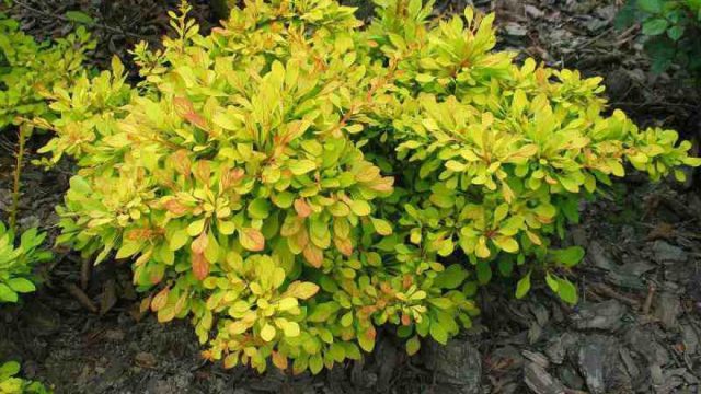 Барбарис Тунберга «Голден Карпет» (Berberis thunbergii 'Golden Carpet') Барбарис Тунберга «Голден Карпет» (Berberis thunbergii 'Golden Carpet')