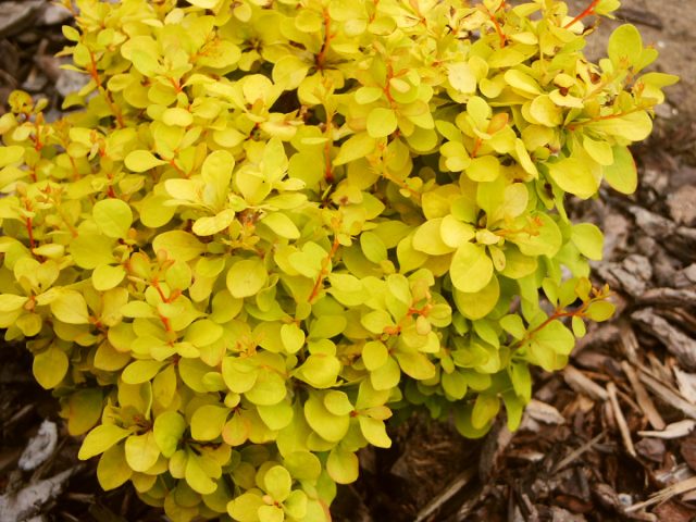 Барбарис Тунберга «Голдалита» (Berberis thunbergii 'Goldalita') Барбарис Тунберга «Голдалита» (Berberis thunbergii 'Goldalita')