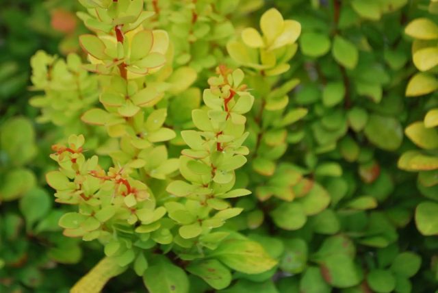 Барбарис Тунберга «Голден Торч» (Berberis thunbergii 'Golden Torch') Барбарис Тунберга «Голден Торч» (Berberis thunbergii 'Golden Torch')