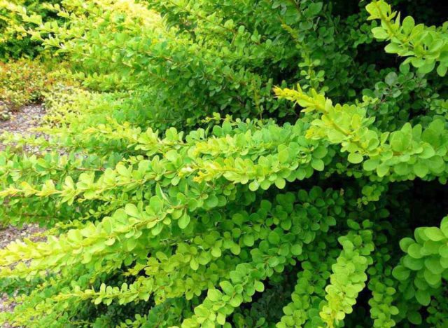 Барбарис Тунберга «Грин Карпет» (Berberis thunbergii 'Green Carpet') Барбарис Тунберга «Грин Карпет» (Berberis thunbergii 'Green Carpet')