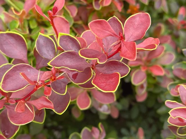 Барбарис Тунберга «Адмирейшн» (Berberis thunbergii 'Admiration') Барбарис Тунберга «Адмирейшн» (Berberis thunbergii 'Admiration')