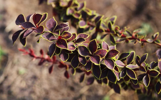 Барбарис Тунберга «Коронита» (Berberis thunbergii 'Coronita') Барбарис Тунберга «Коронита» (Berberis thunbergii 'Coronita')