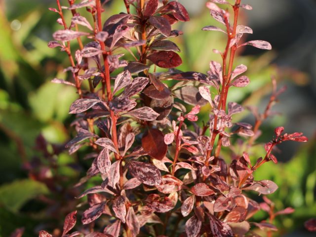 Барбарис Тунберга «Рози Рокет» (Berberis thunbergii 'Rosy Rocket') Барбарис Тунберга «Рози Рокет» (Berberis thunbergii 'Rosy Rocket')