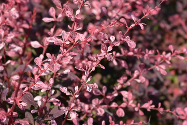 Барбарис Тунберга «Харликвин» (Berberis thunbergii 'Harlequin') Барбарис Тунберга «Харликвин» (Berberis thunbergii 'Harlequin')