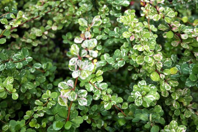 Барбарис Тунберга «Келлерис» (Berberis thunbergii 'Kelleriis') Барбарис Тунберга «Келлерис» (Berberis thunbergii 'Kelleriis')