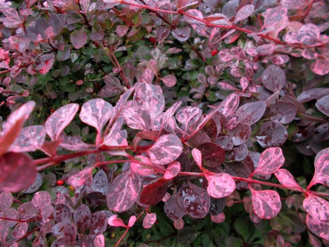 Барбарис Тунберга «Пинк Квин» (Berberis thunbergii 'Pink Queen') Барбарис Тунберга «Пинк Квин» (Berberis thunbergii 'Pink Queen')