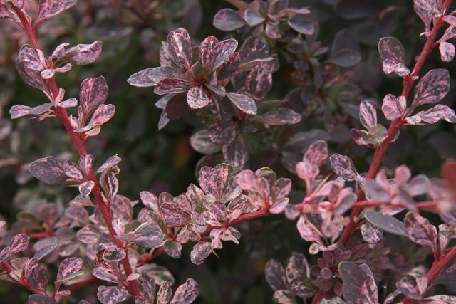 Барбарис Тунберга «Роуз Глоу» (Berberis thunbergii 'Rose Glow') Барбарис Тунберга «Роуз Глоу» (Berberis thunbergii 'Rose Glow')