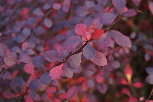 Барбарис Тунберга «Атропурпурея» (Berberis thunbergii 'Atropurpurea') Барбарис Тунберга «Атропурпурея» (Berberis thunbergii 'Atropurpurea')