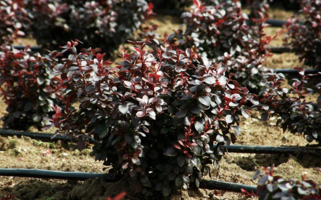 Барбарис Тунберга «Дарт'с Ред Леди» (Berberis thunbergii 'Dart’s Red Lady') Барбарис Тунберга «Дарт'с Ред Леди» (Berberis thunbergii 'Dart’s Red Lady')