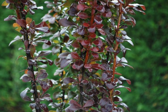 Барбарис Тунберга «Хеллмонд Пиллар» (Berberis thunbergii 'Helmond Pillar') Барбарис Тунберга «Хеллмонд Пиллар» (Berberis thunbergii 'Helmond Pillar')