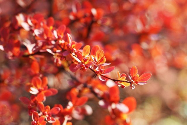 Барбарис Тунберга «Оранж Карпет» (Berberis thunbergii 'Orange Carpet') Барбарис Тунберга «Оранж Карпет» (Berberis thunbergii 'Orange Carpet')