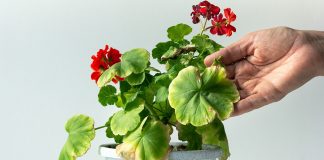 Почему листья герани желтеют и сохнут?