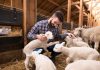 10 ошибок начинающего животновода: как не разрушить мечты о собственной ферме