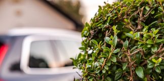 12 растений, которые защитят ваш сад от пыли и выхлопных газов - Деревья 12 растений, которые защитят ваш сад от пыли и выхлопных газов