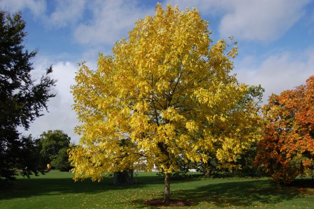 Ясень пушистый, или пенсильванский (Fraxinus pennsylvanica)