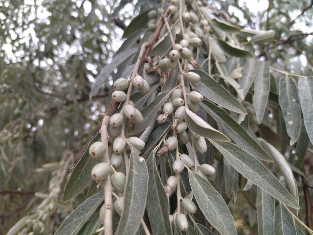 Лох серебристый (Elaeagnus argentea)