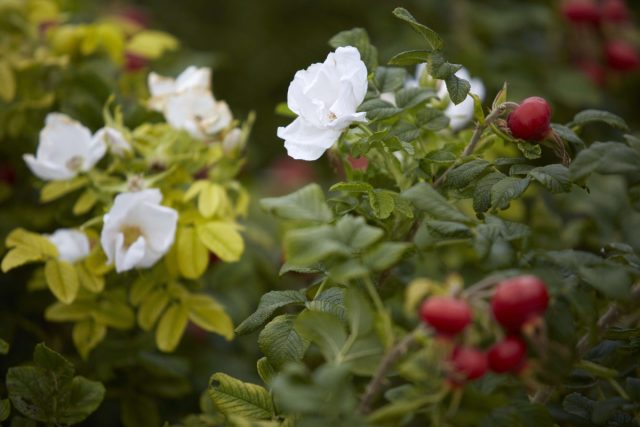 Роза морщинистая (Rosa rugosa)