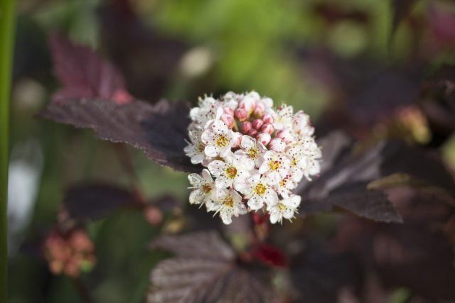 Пузыреплодник калинолистный (Physocarpus opulifolius)