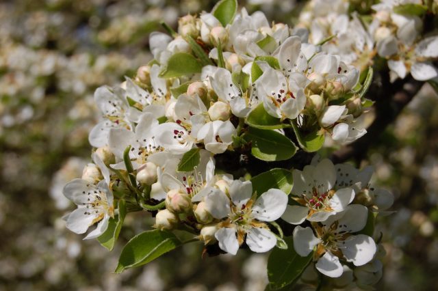Груша уссурийская (Pyrus ussuriensis)