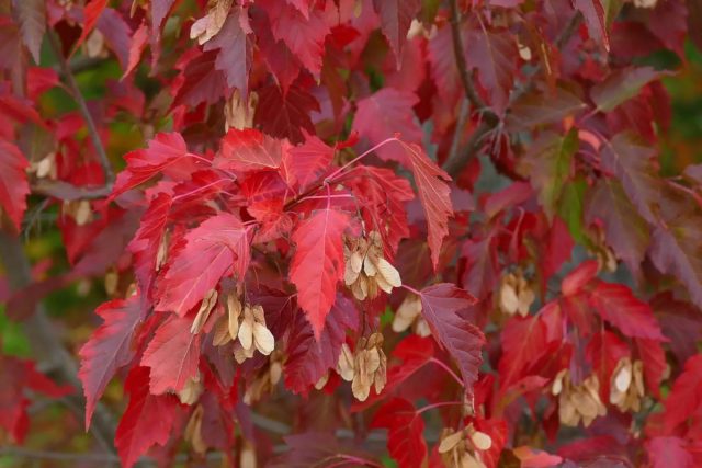 Клён Гиннала, или клён приречный (Acer tataricum subsp. Ginnala)