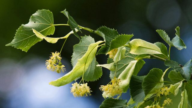 Липа мелколистная, или сердцевидная (Tilia cordata)