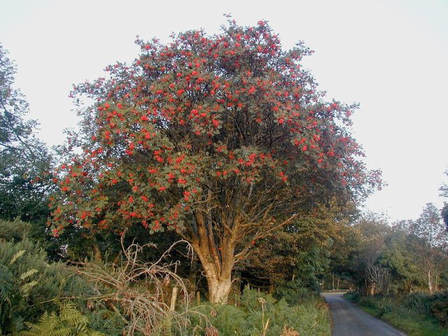 Рябина обыкновенная (Sorbus aucuparia)