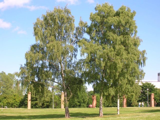 Берёза повислая (Betula pendula)