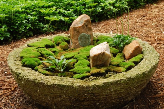 Мох является отличным дополнением к любому саду, создавая пышный зеленый ковер и улучшая вид открытых пространств